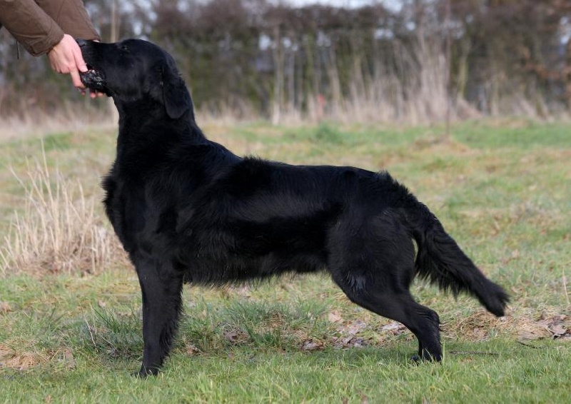 Publication : Dark devotion Auteur : Dark Devotion