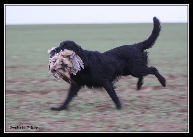 Publication : Dark devotion Auteur : Dark Devotion