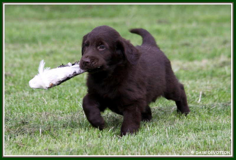 Publication : Dark devotion Auteur : Dark Devotion