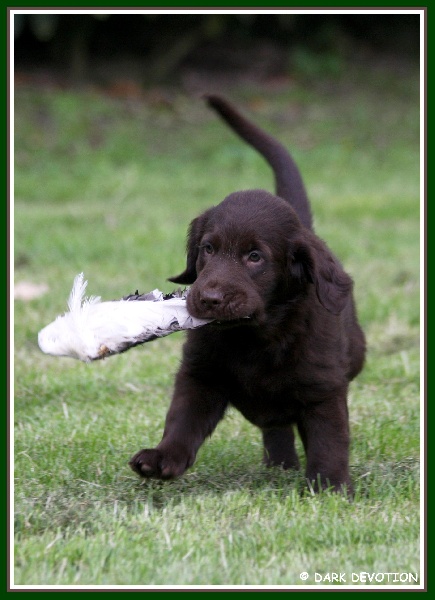 Publication : Dark devotion Auteur : Dark Devotion