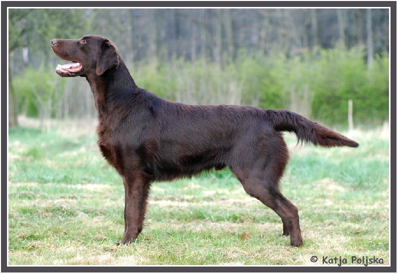 Publication : Dark devotion Auteur : Dark Devotion