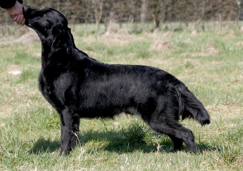 Publication : Dark devotion Auteur : Dark Devotion