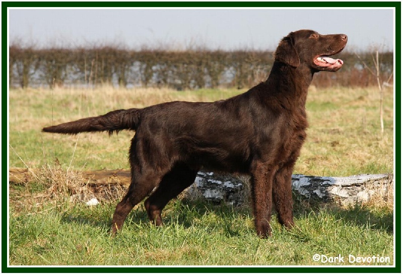 Publication : Dark devotion Auteur : Dark Devotion