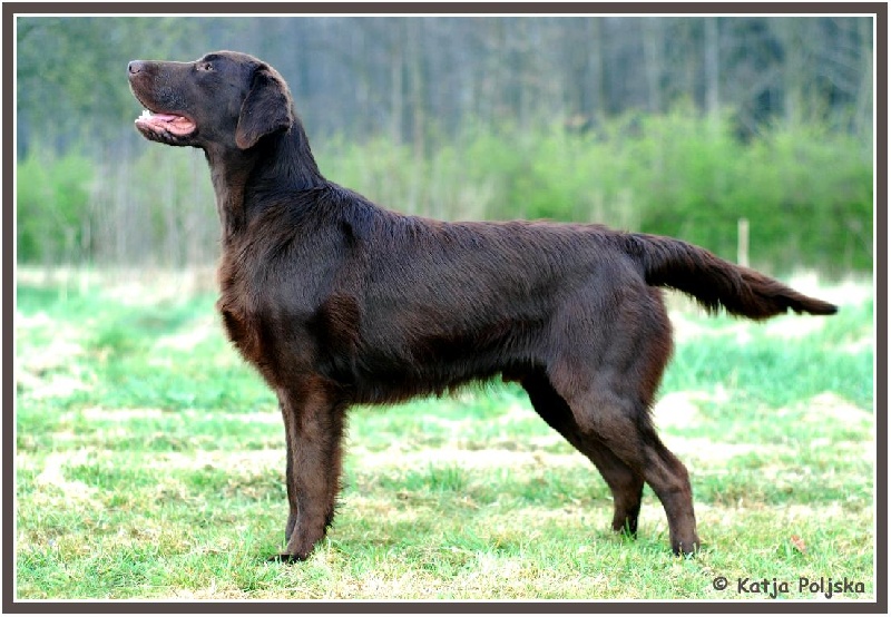 Publication : Dark devotion Auteur : Dark Devotion