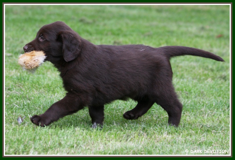 Publication : Dark devotion Auteur : Dark Devotion