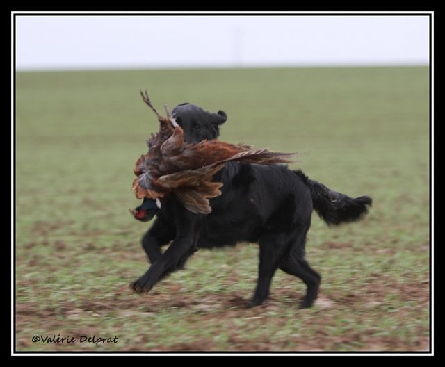 Publication : Dark devotion Auteur : Dark Devotion