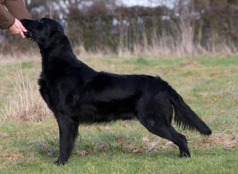 Publication : Dark devotion Auteur : Dark Devotion