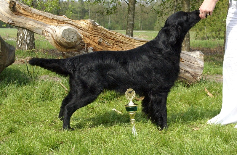 Publication : Dark devotion Auteur : Dark Devotion