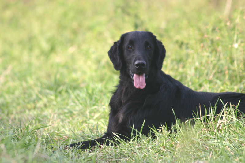 Publication : Dark devotion Auteur : Dark Devotion