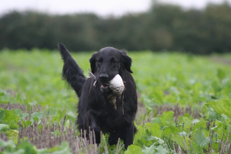 Publication : Dark devotion Auteur : Dark Devotion