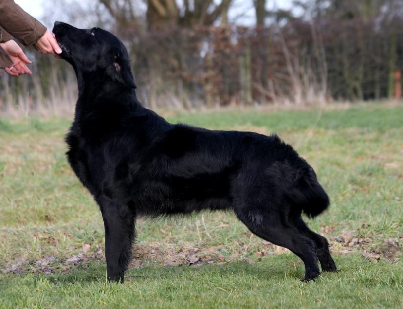 Publication : Dark devotion Auteur : Dark Devotion