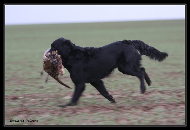 Publication : Dark devotion Auteur : Dark Devotion