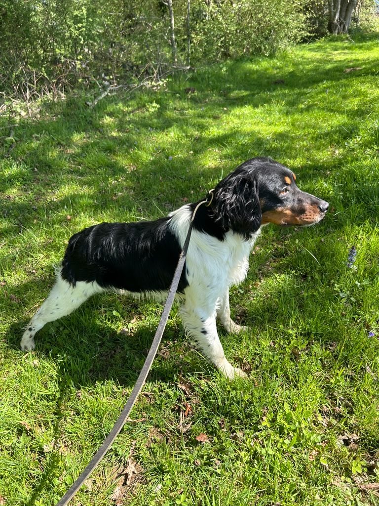 Vicomte des hautes pousterles