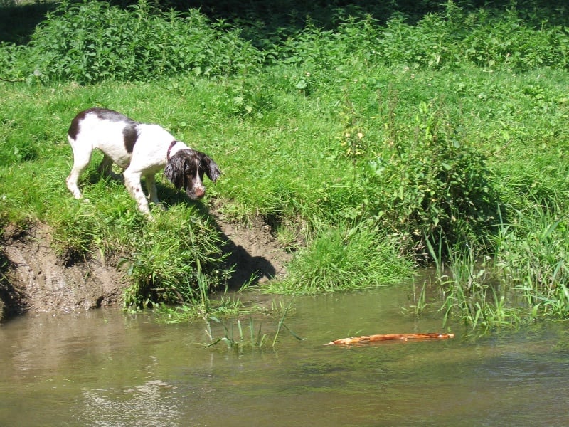 Photo Elevage des Etangs de Dame