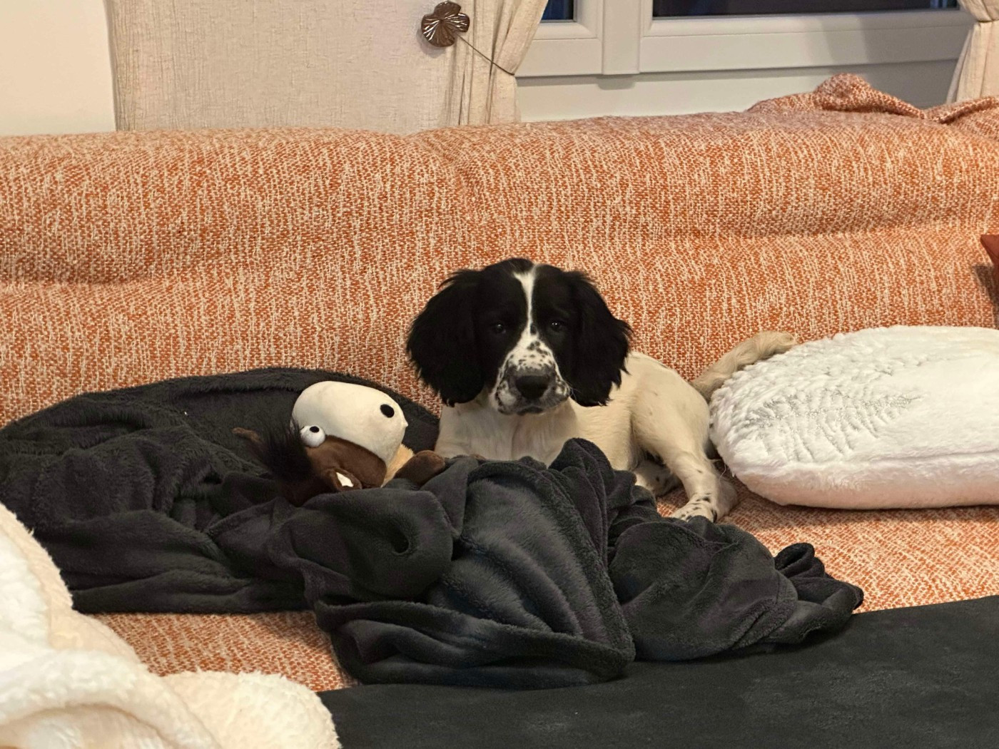 Verveine De la vallee du duris