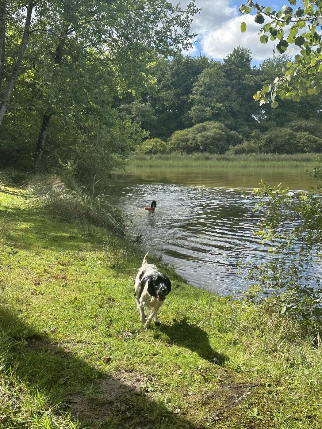 Violette des Etangs de Dame Blanche