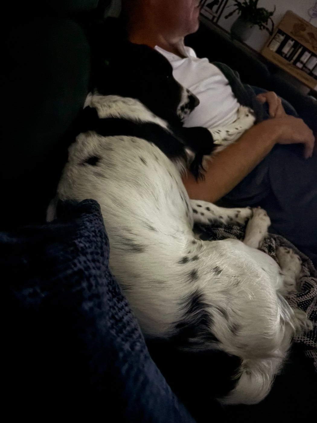 Violette des Etangs de Dame Blanche