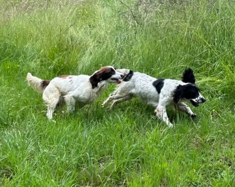 Verveine De la vallee du duris