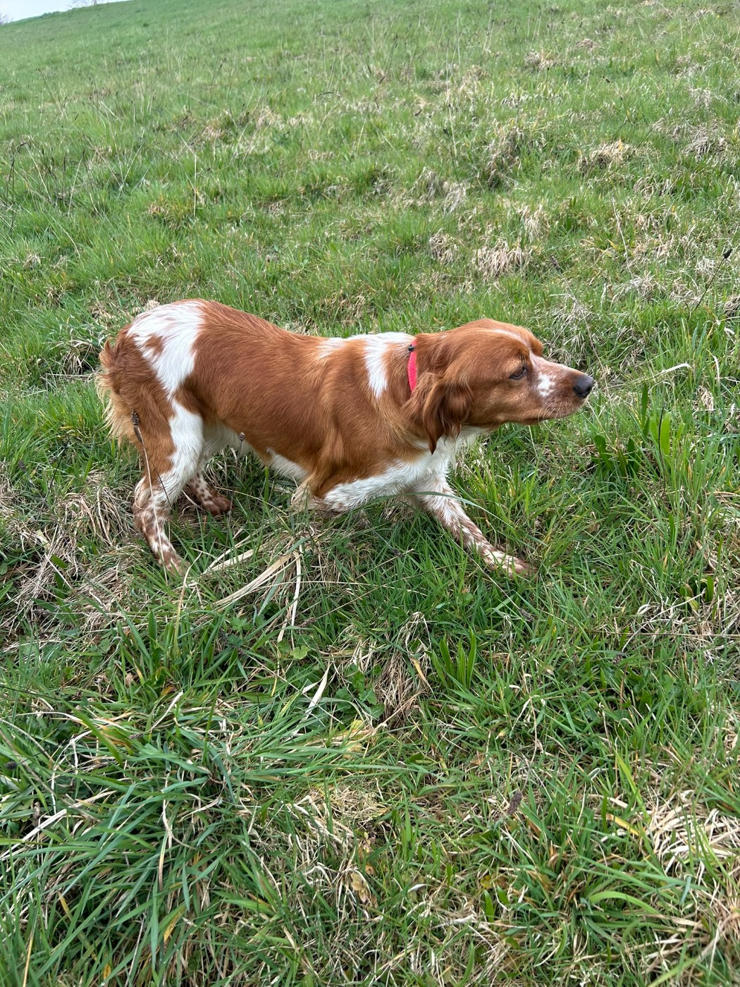 Utopie de la mare de l'oraille