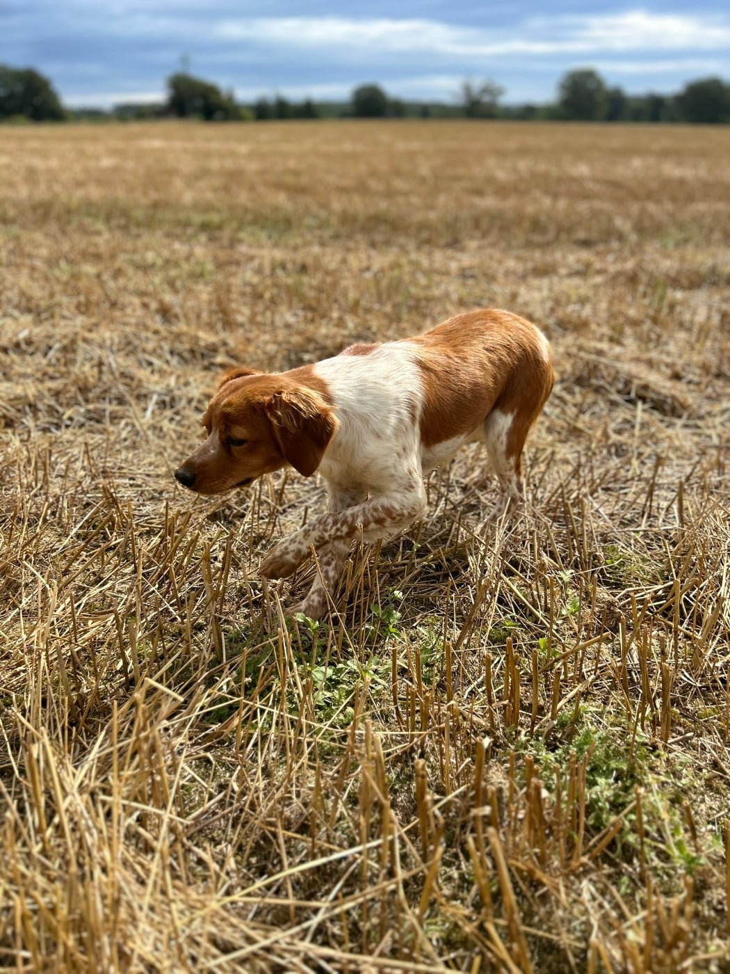 Utopie de la mare de l'oraille