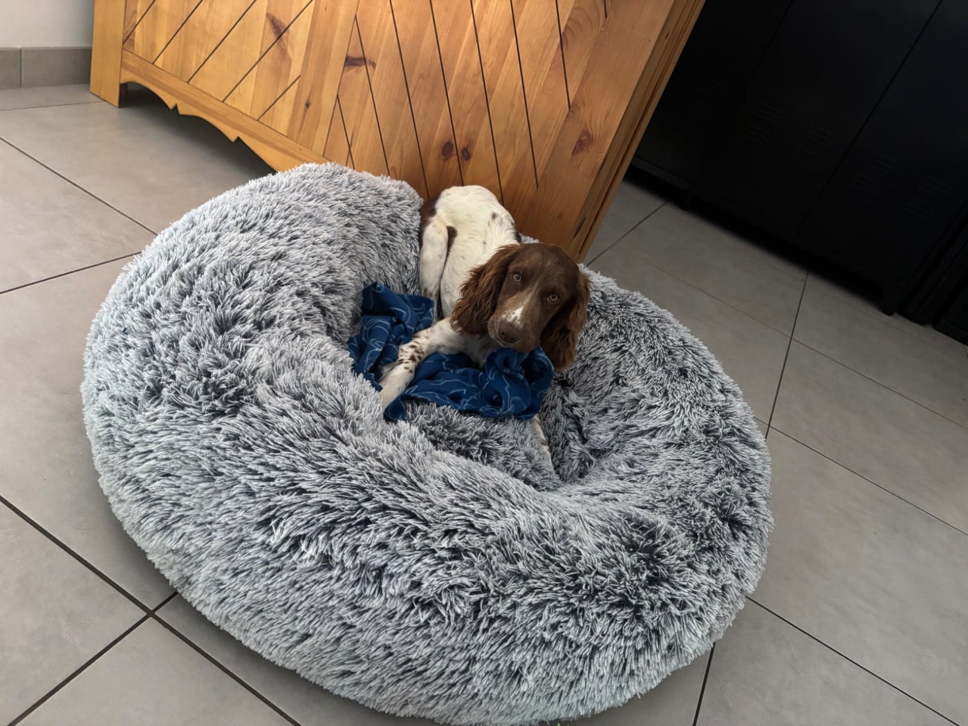 Atena des Etangs de Dame Blanche