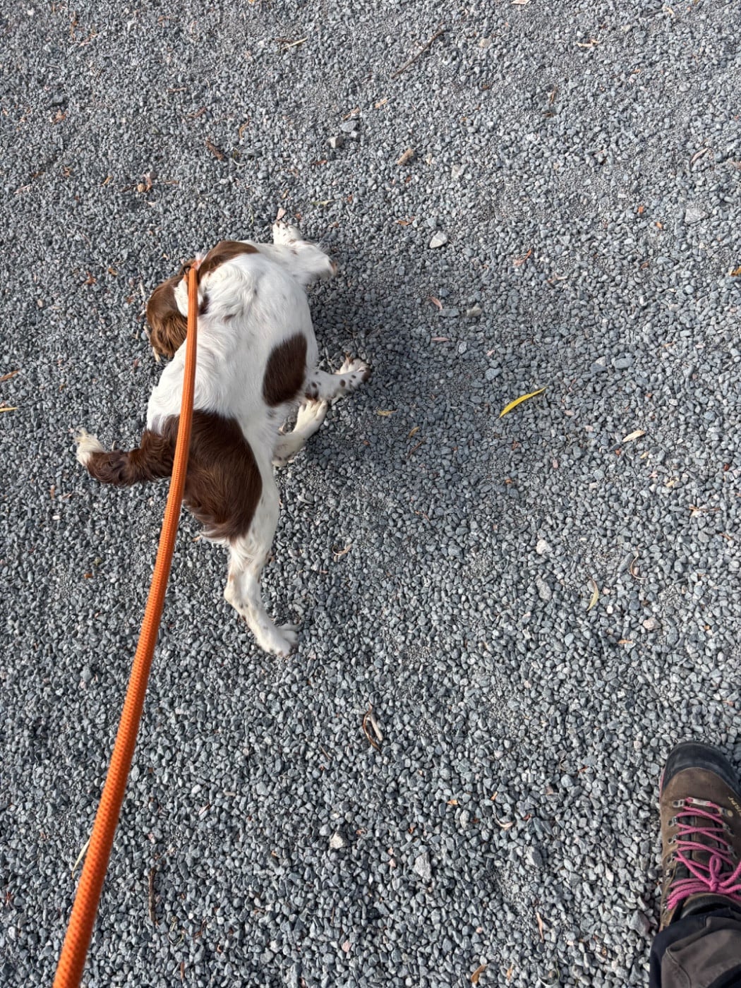 Atena des Etangs de Dame Blanche