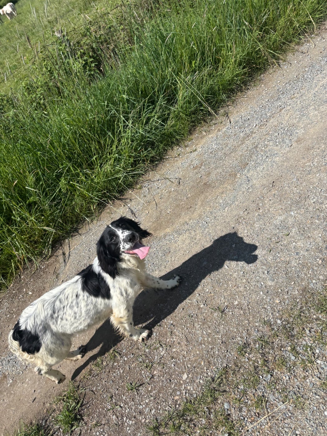 Verveine De la vallee du duris