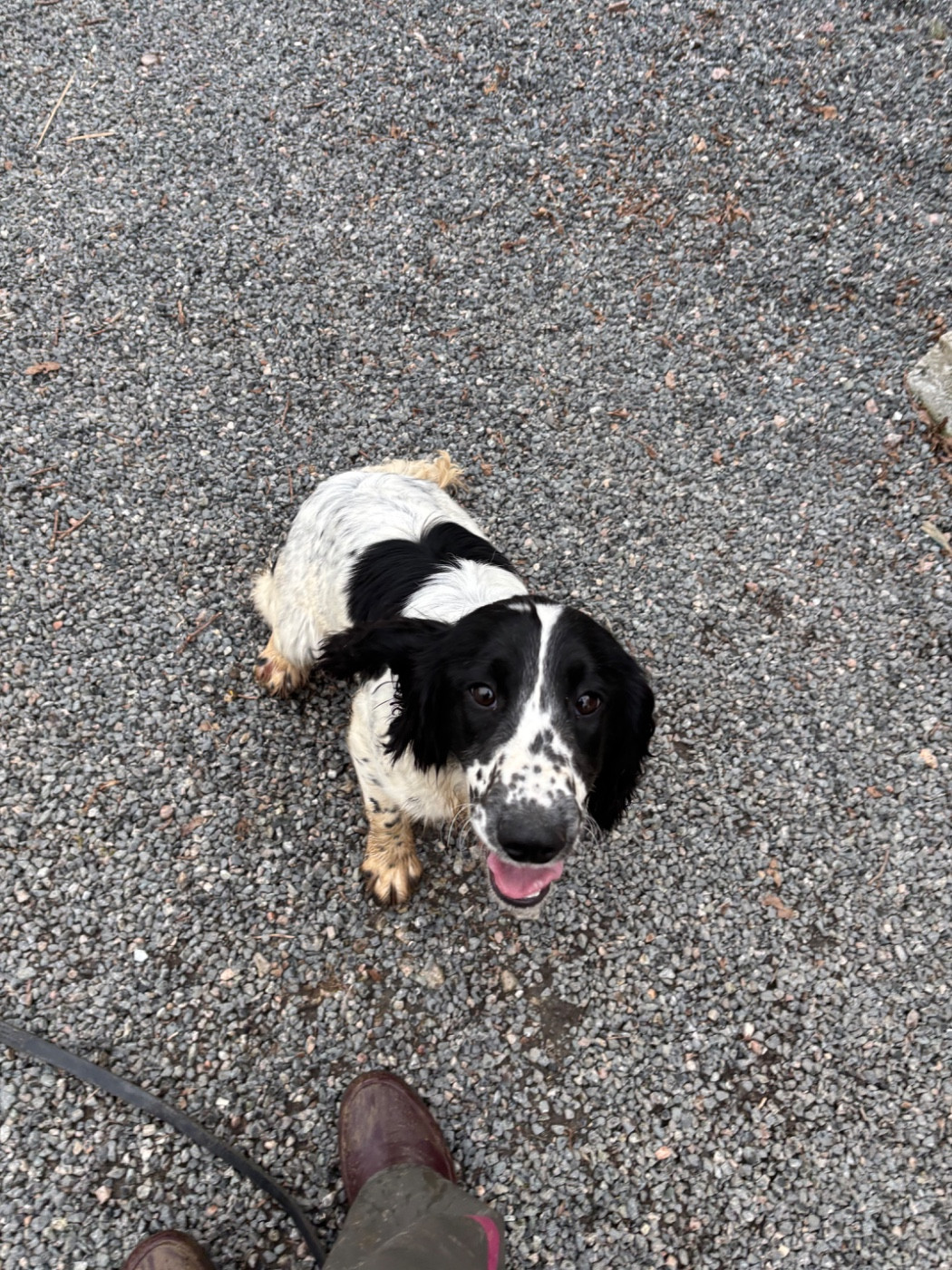 Verveine De la vallee du duris