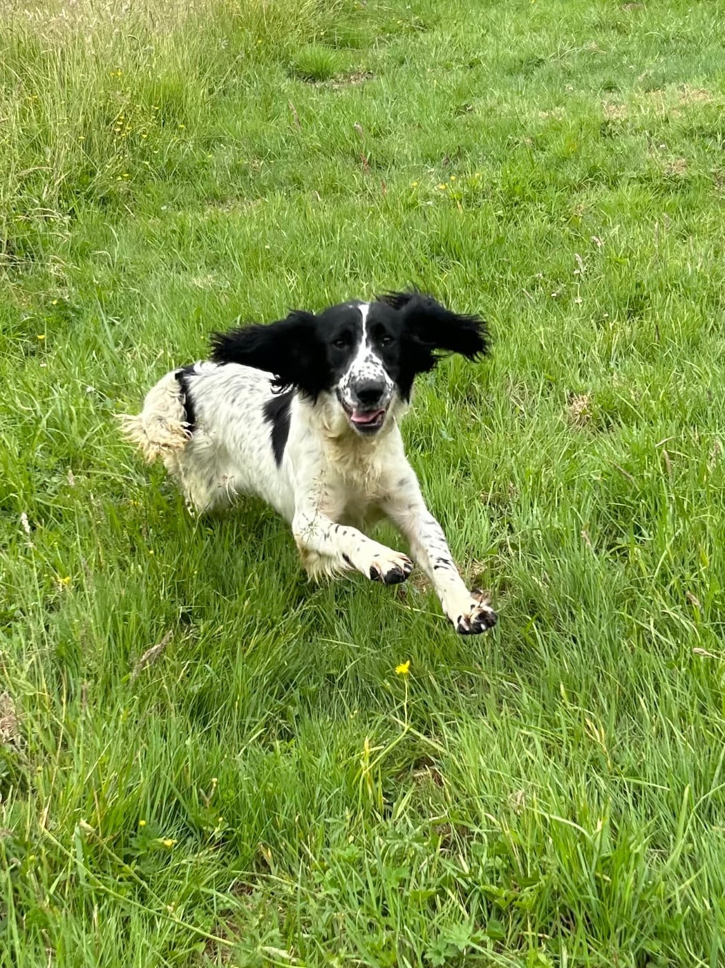 Verveine De la vallee du duris