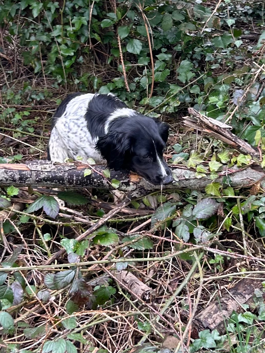 Vanille des garrigues de beaulieu