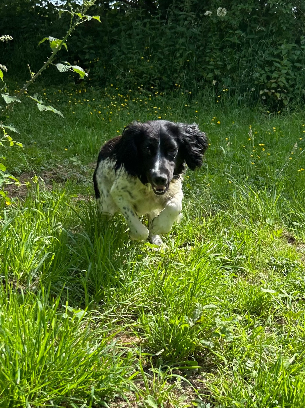 Vanille des garrigues de beaulieu