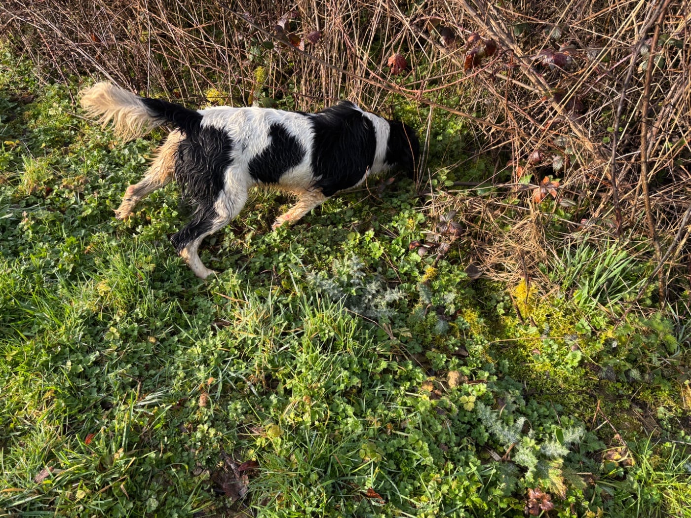 Victoire des Etangs de Dame Blanche