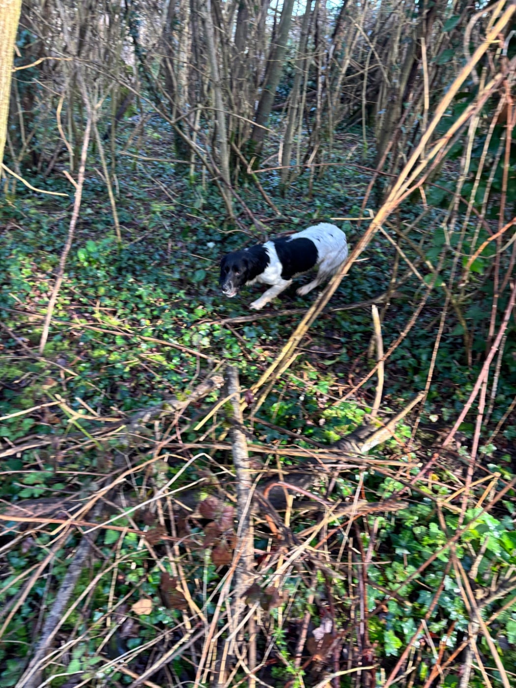 Victoire des Etangs de Dame Blanche