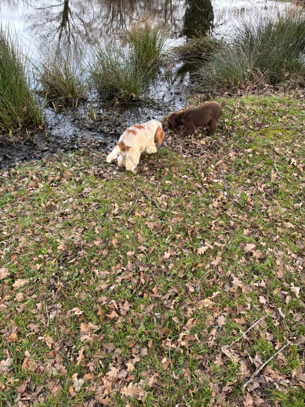 Publication : des Etangs de Dame Blanche