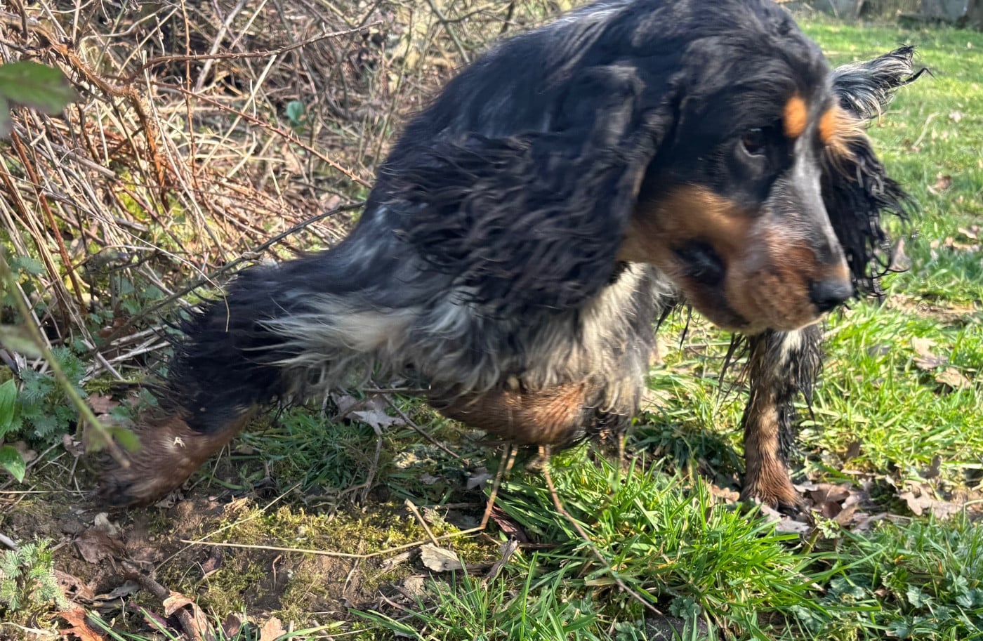 Publication : des Etangs de Dame Blanche