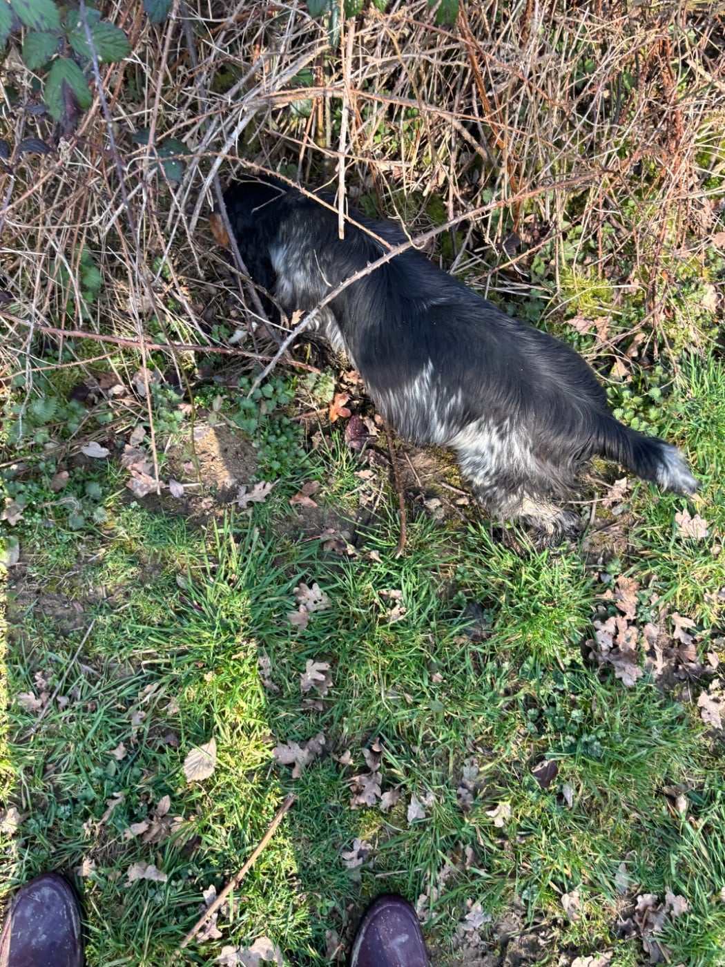 Publication : des Etangs de Dame Blanche