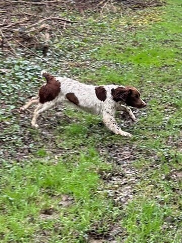 Atena des Etangs de Dame Blanche