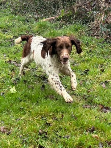 Atena des Etangs de Dame Blanche