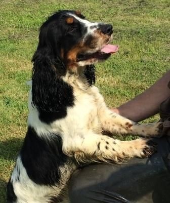 Publication : De Javelot Des Granges