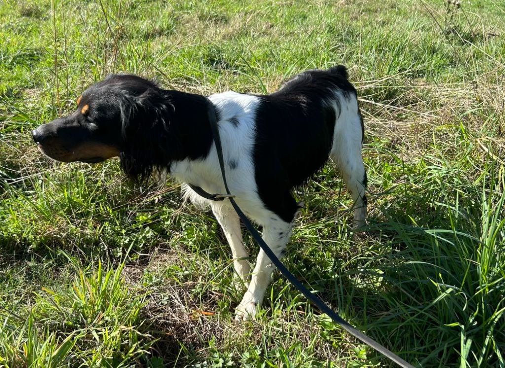 Vicomte des hautes pousterles