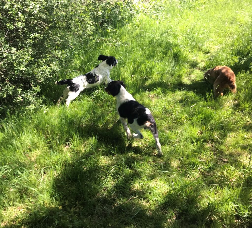 Off spring Du Terrier De Bonnin