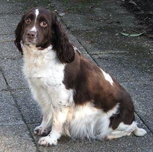 Publication : des Etangs de Dame Blanche