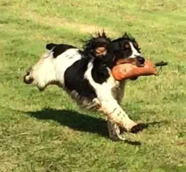 Publication : De Javelot Des Granges