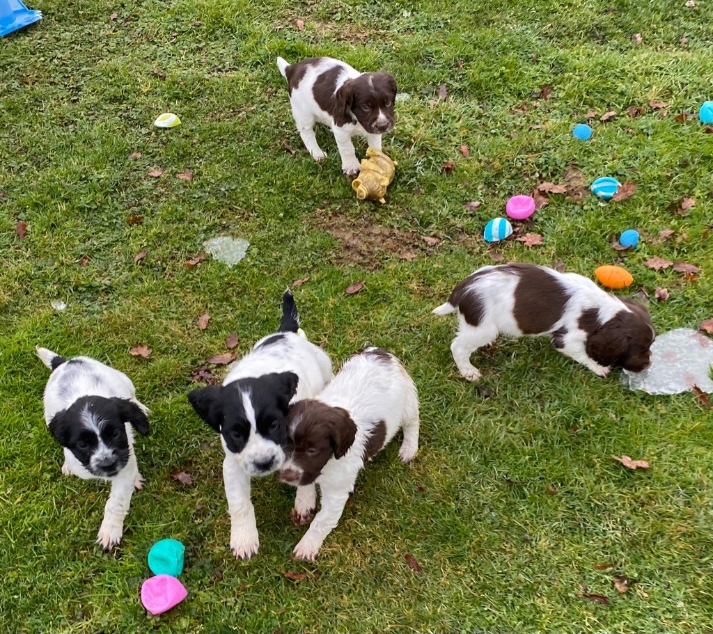 chiot English Springer Spaniel des Etangs de Dame Blanche