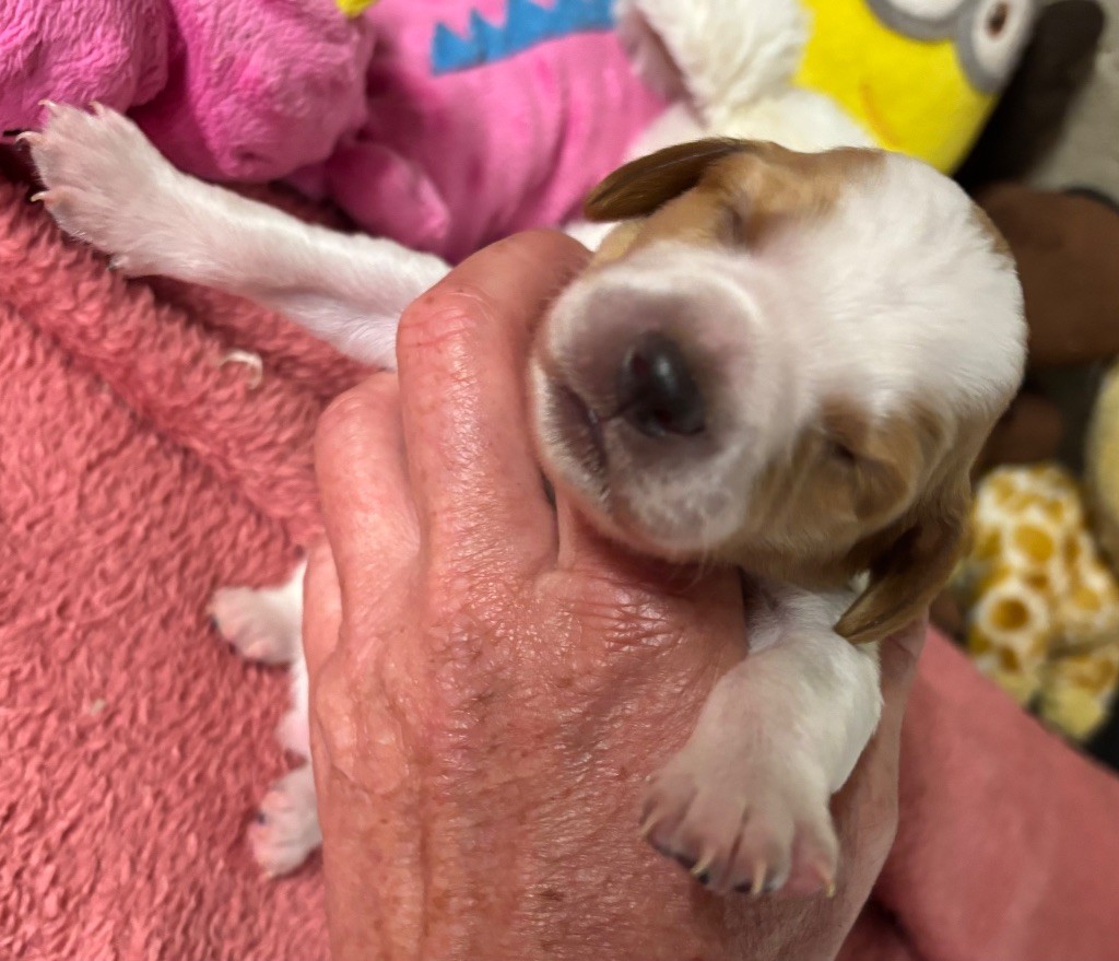 A...................