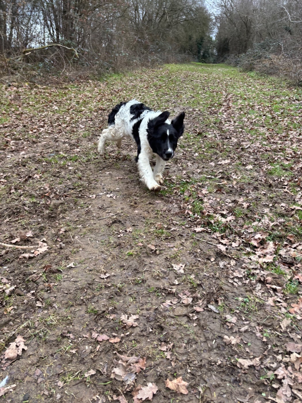 English Springer Spaniel - des Etangs de Dame Blanche