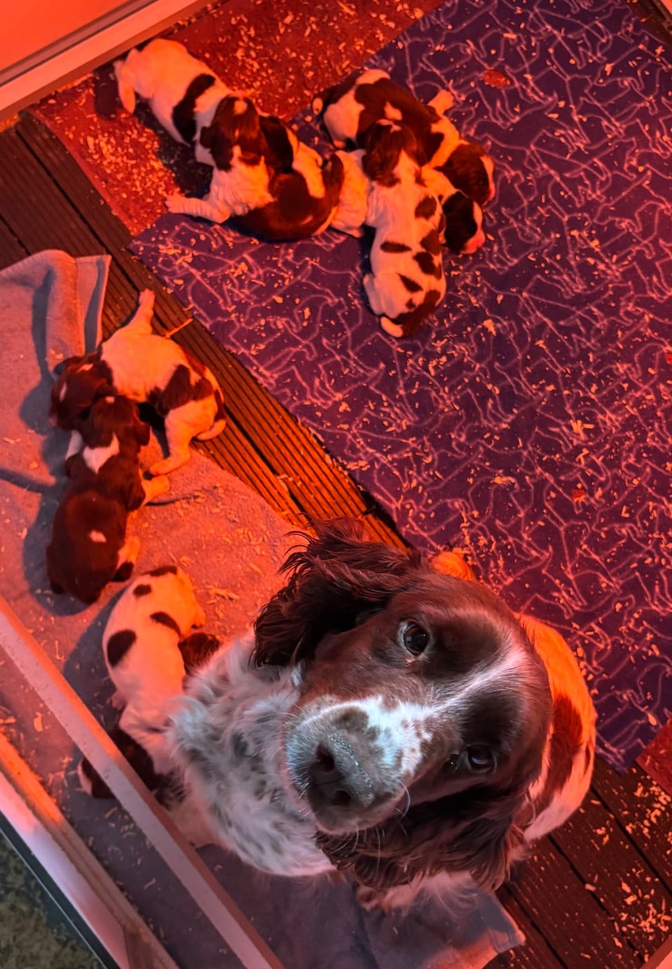 English Springer Spaniel - des Etangs de Dame Blanche