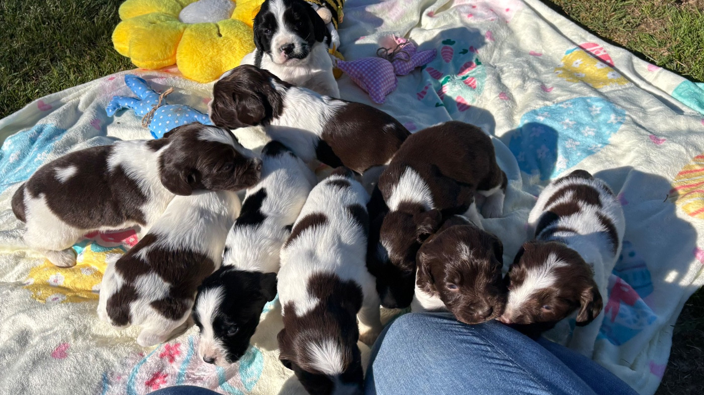 English Springer Spaniel - des Etangs de Dame Blanche