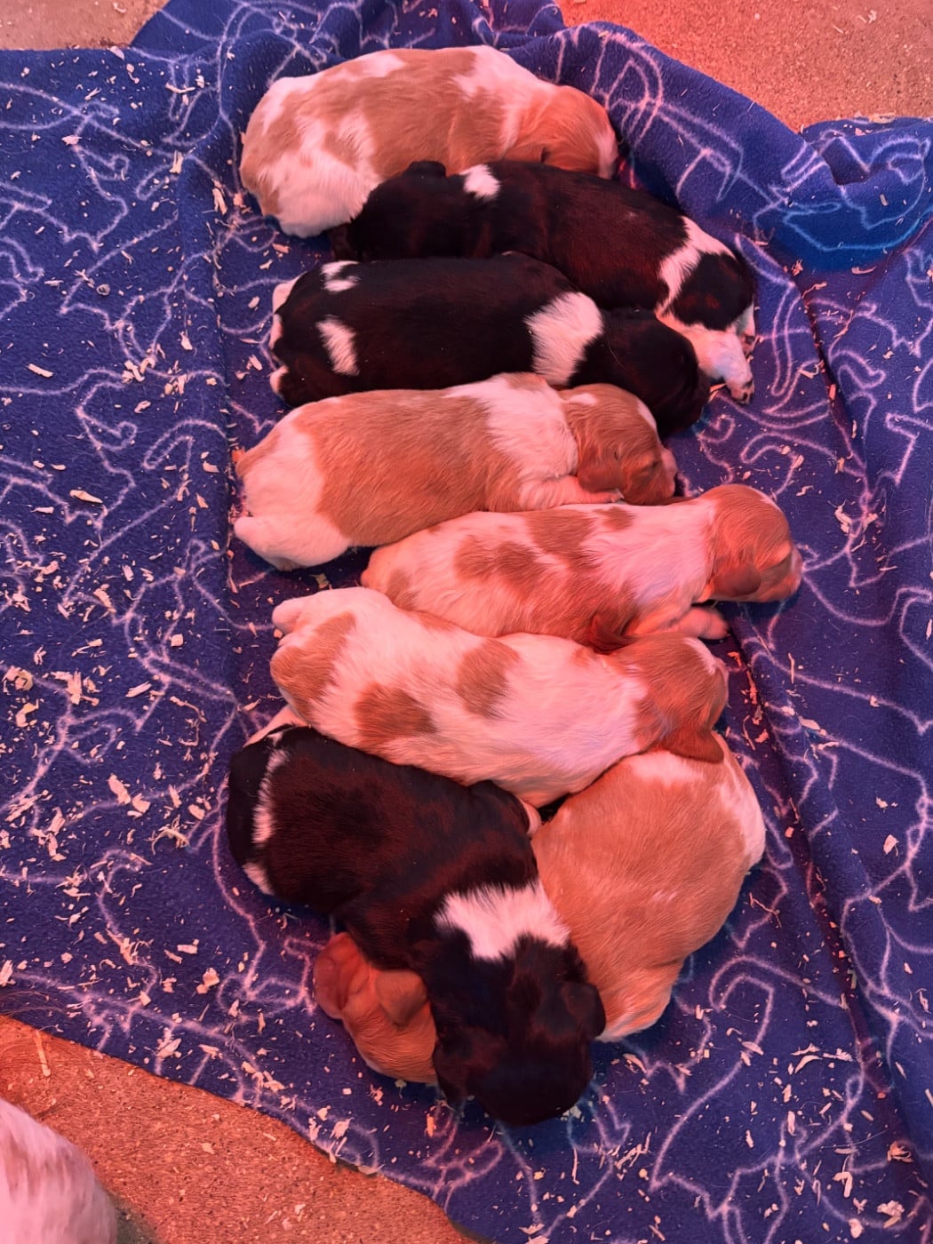 Epagneul Breton - des Etangs de Dame Blanche