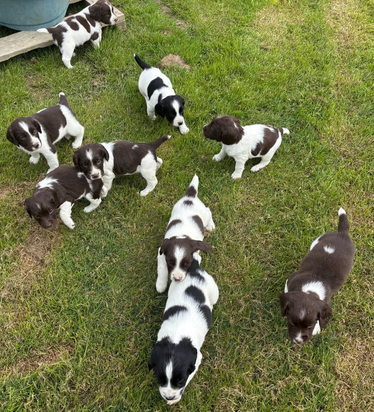 English Springer Spaniel - des Etangs de Dame Blanche